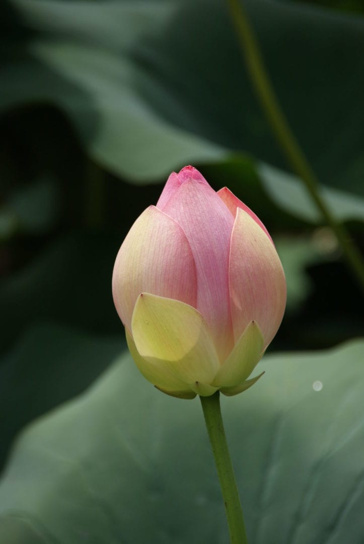 lotus in knop